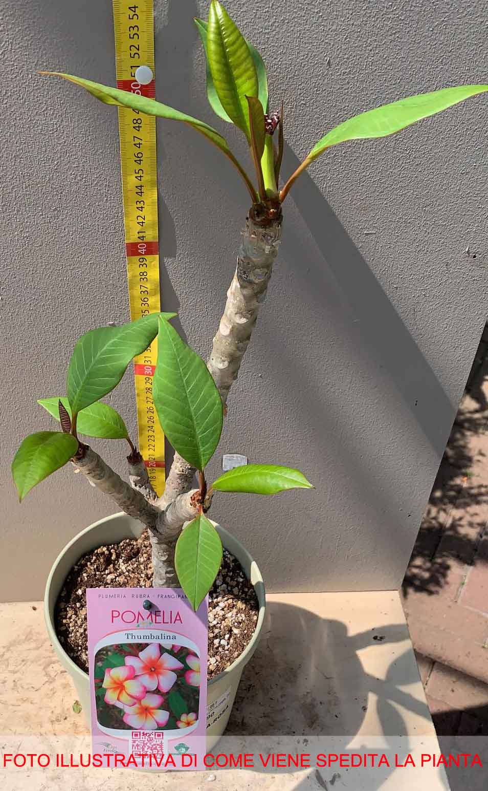 PLUMERIA POMELIA  THUMBALINA IN VASO 18CM