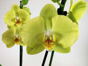 ORCHIDEA PHALAENOPSIS FERRARA VASO 12CM