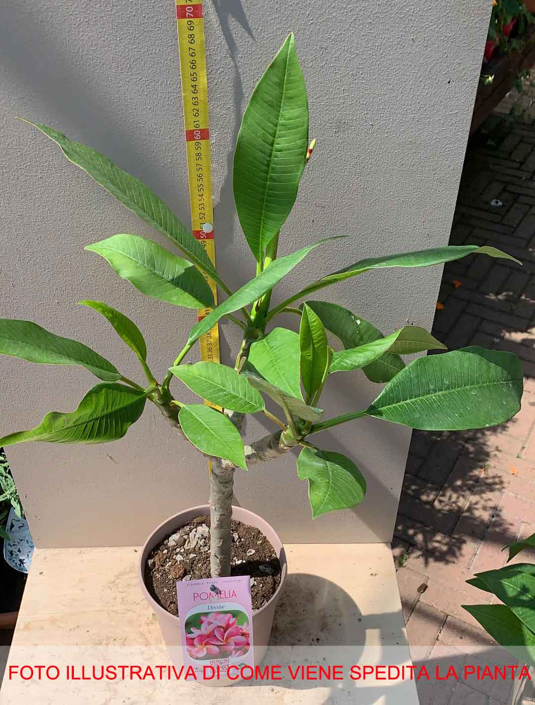 PLUMERIA POMELIA  DIVINE IN VASO 18CM