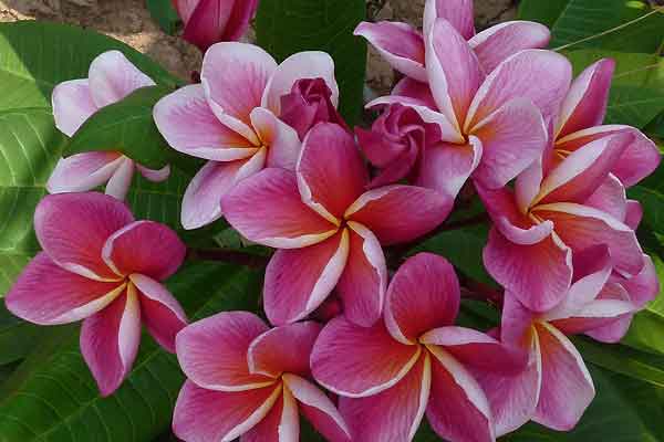 PLUMERIA POMELIA SYNCHRONICITY IN VASO 18CM