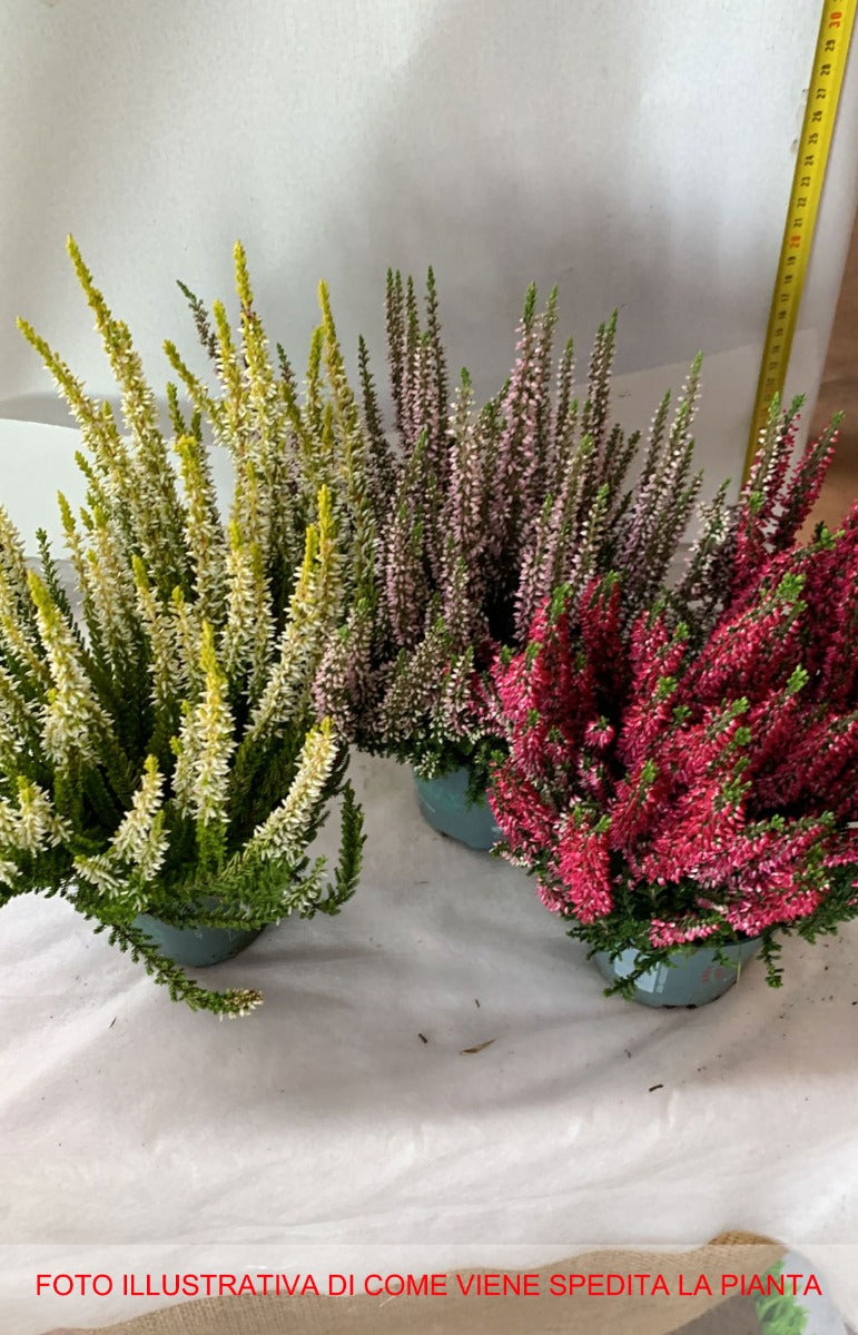 ERICA CALLUNA BEAUTY LADIES IN VASO 11CM ASSORTITA