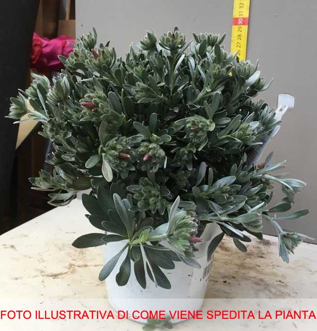 CONVOLVOLO BELLA DI GIORNO VASO 14CM