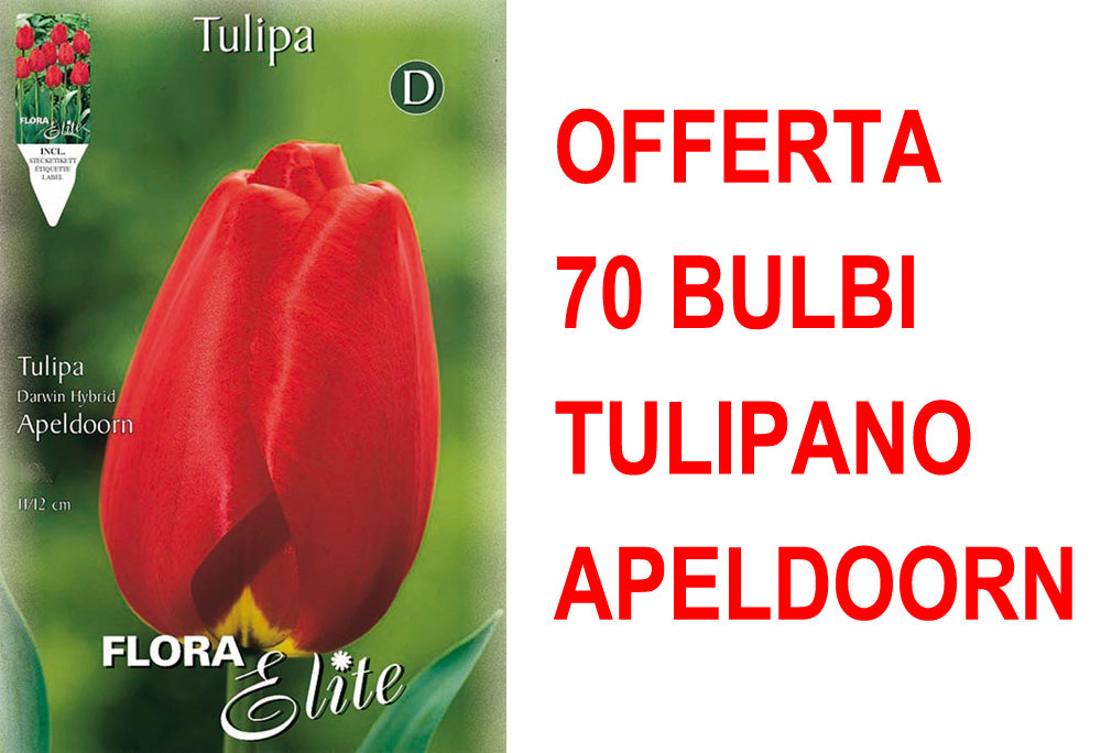 OFFERTA 70 BULBI TULIPANO DARWIN HYBRID APELDOORN