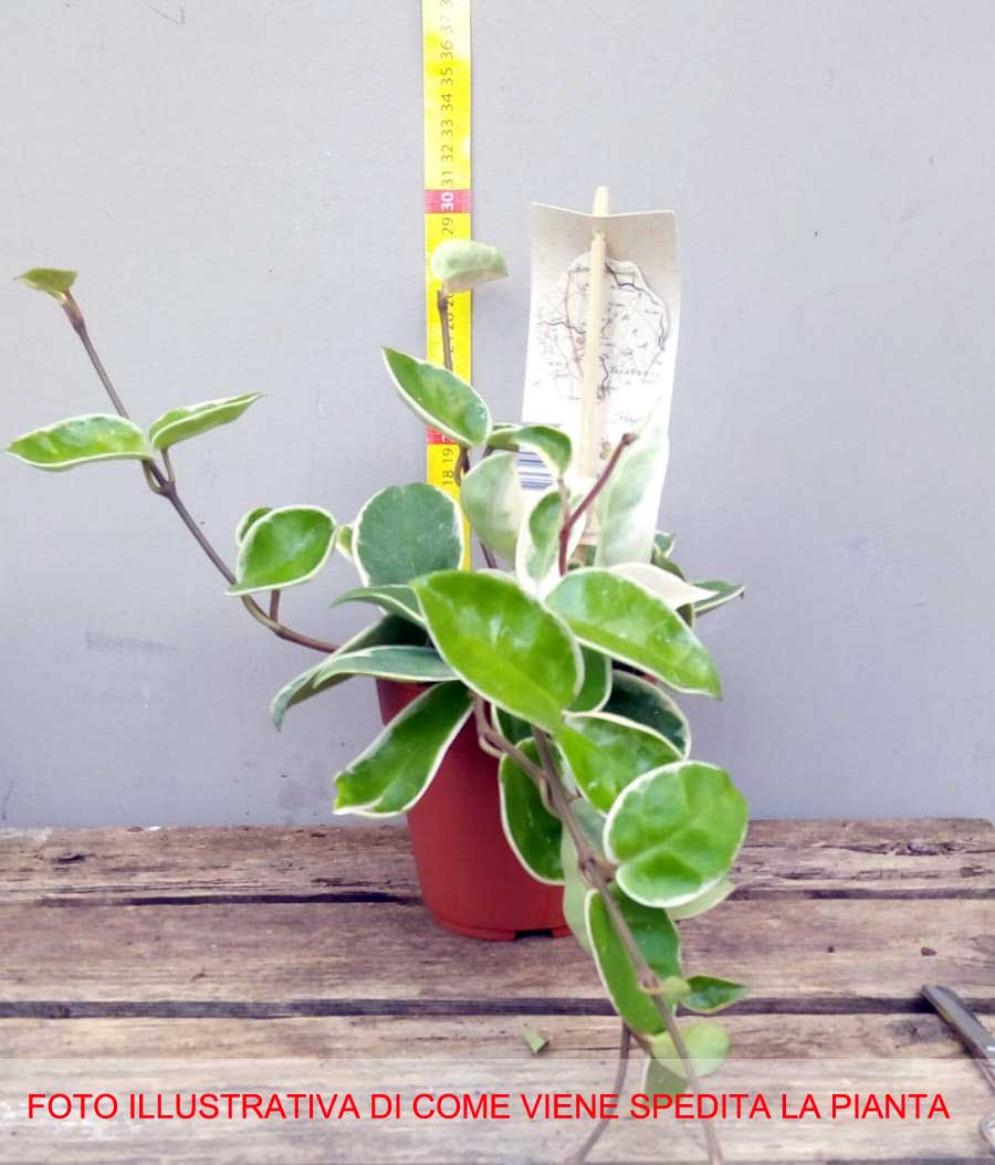 HOYA CARNOSA ALBOMARGINATA FIORE DI CERA VASO 11CM