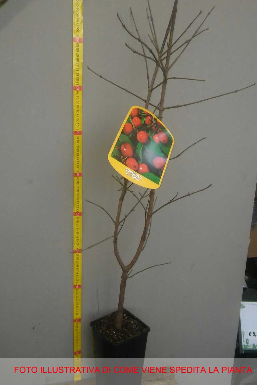 CORNIOLO CORNUS MAS (1 PIANTA)