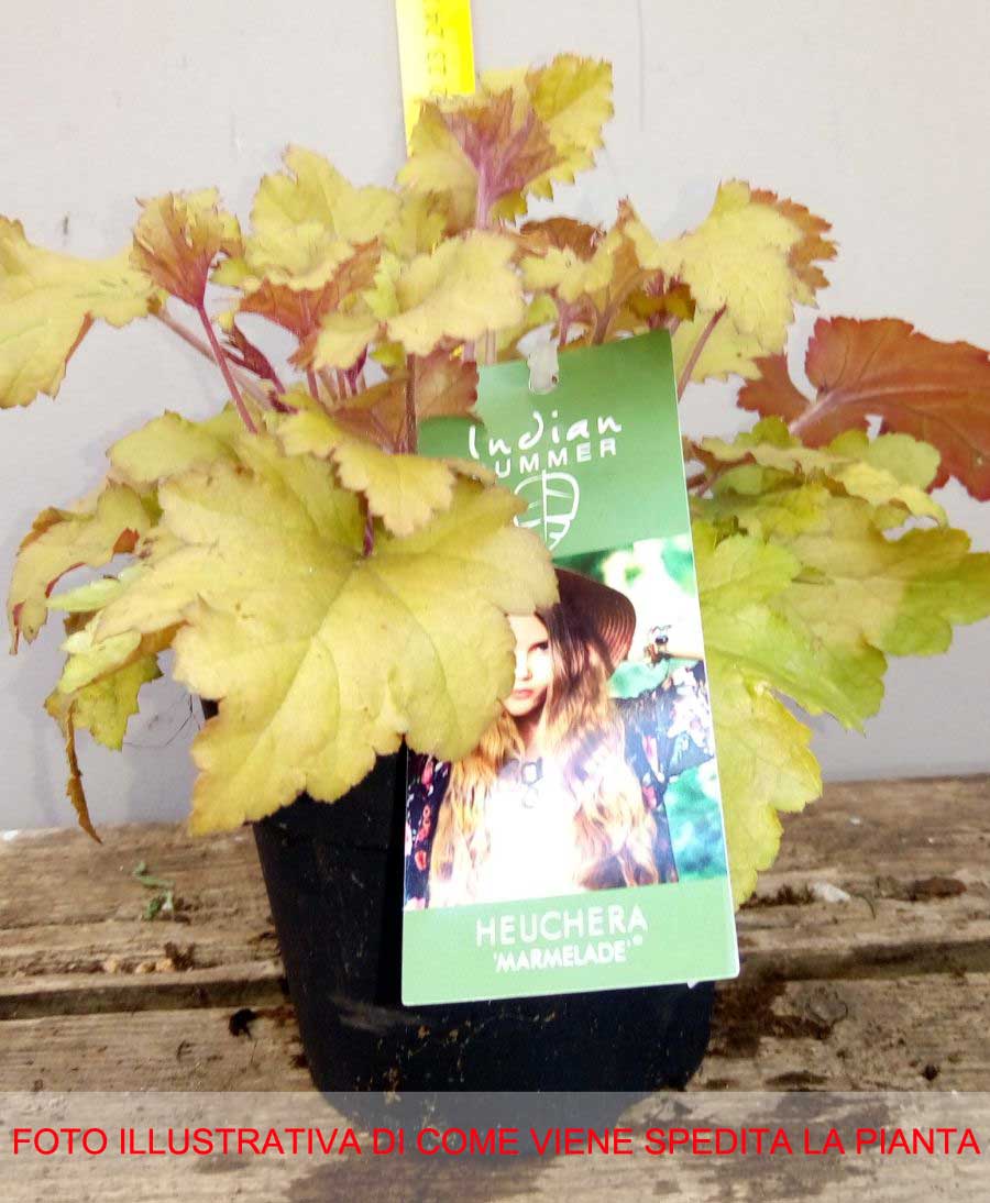 HEUCHERA MARMALADE IN VASO 12CM