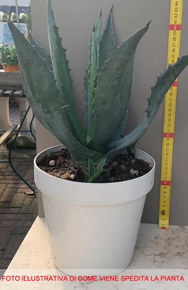 AGAVE AMERICANA VASO 20CM
