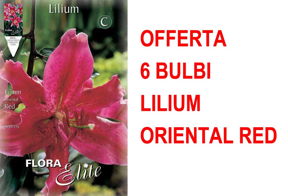 OFFERTA 6 BULBI LILIUM ORIENTAL RED