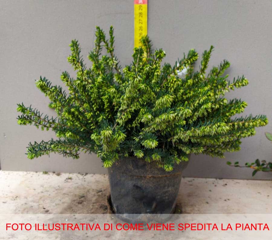 3 PIANTE ERICA DARLEYENSIS BIANCA VASO 13CM