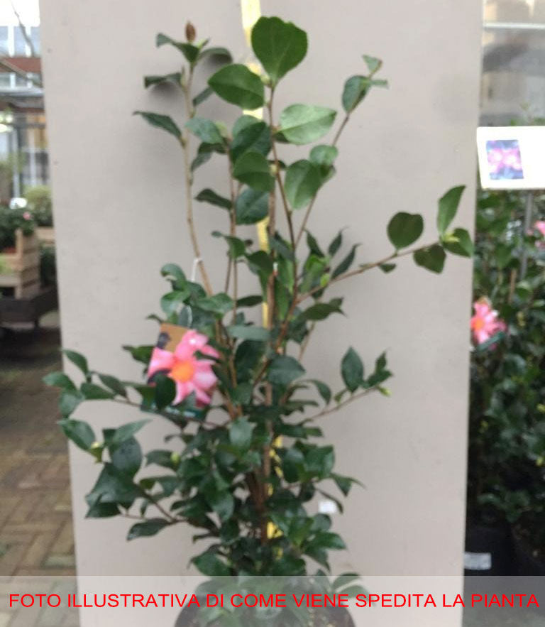 CAMELIA SASANQUA CLEOPATRA VASO 21CM