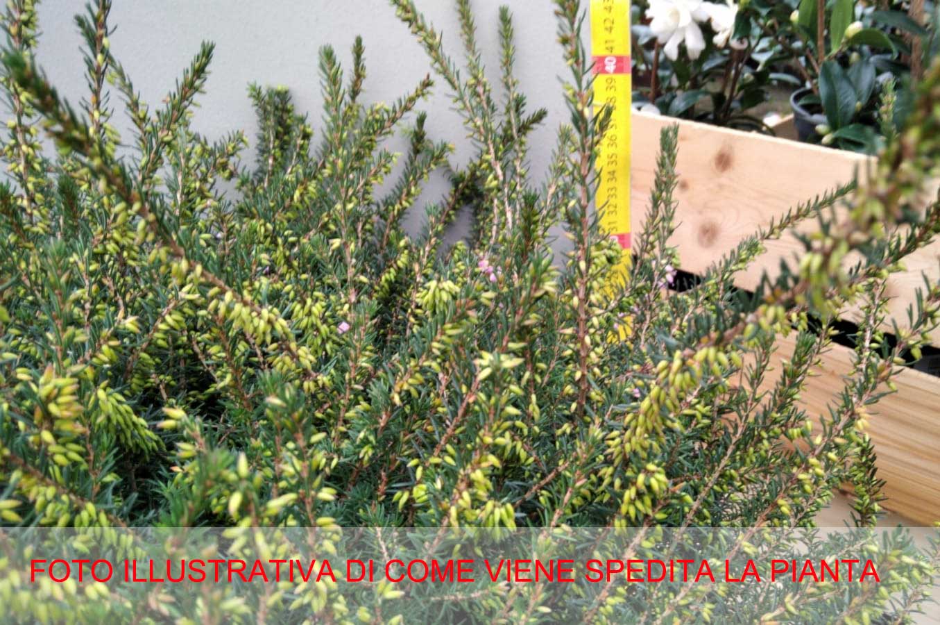ERICA DARLEYENSIS KRAMERS ROSA VASO 28CM