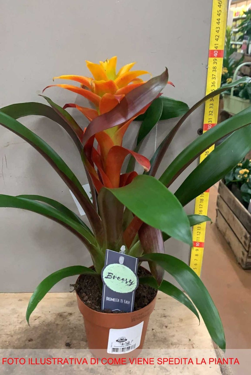 GUZMANIA ARANCIONE SOLEDO IN VASO 12CM