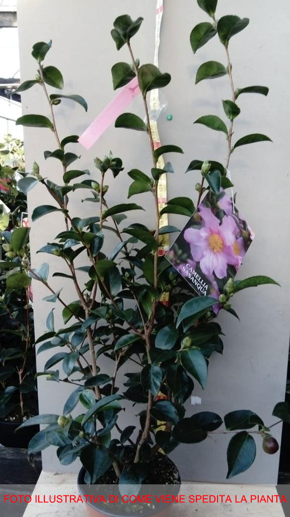 CAMELIA SASANQUA PLANTATION PINK IN VASO 20CM