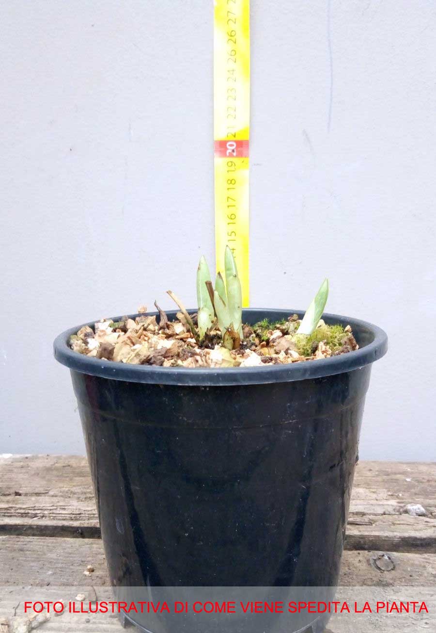 ORCHIDEA DA GIARDINO CYPRIPEDIUM VASO 12CM