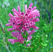 ERICA VERTICILLATA VASO 12CM