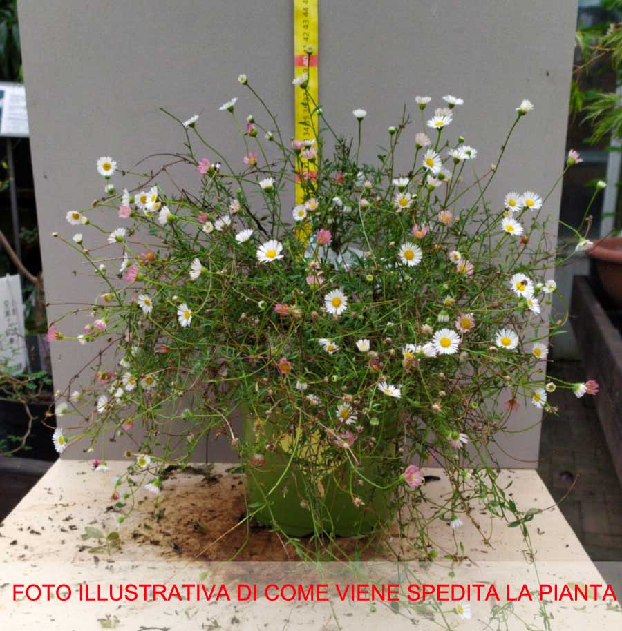 ERIGERON VASO 18CM