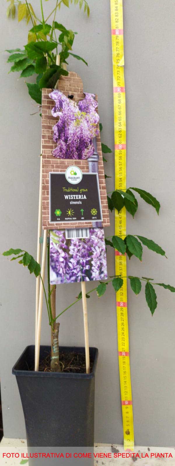GLICINE WISTERIA SINENSIS PROFILIC VASO 16CM