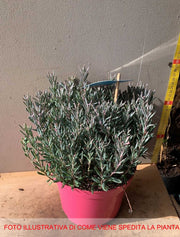 ANDROMEDA POLIFOLIA BLUE ICE IN VASO 19CM