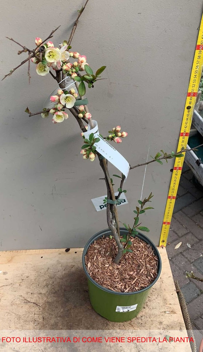 HOYA SILVERSWORDS FIORE DI CERA VASO 14CM