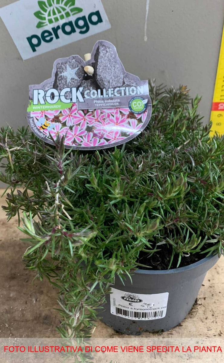 PHLOX SUBULATA KYMONO VASO 13CM