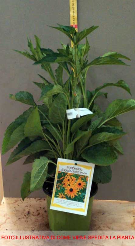 RUDBECKIA GOLDSTURM IN VASO 18CM