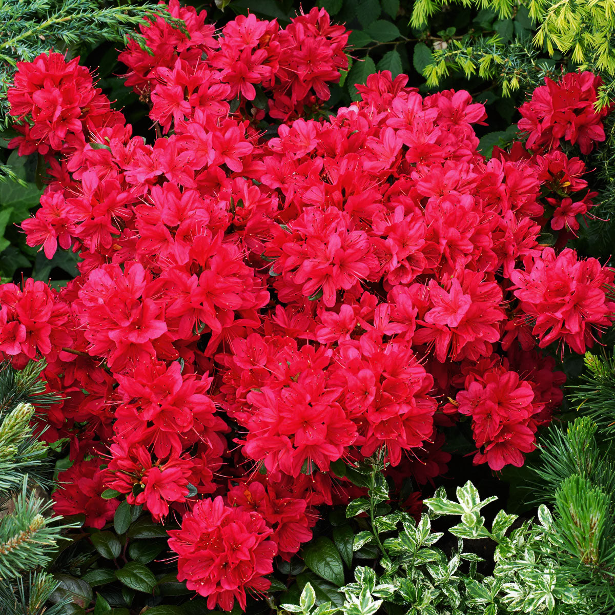 AZALEA JAPONICA RUSTICA FLORIDA VASO 15CM