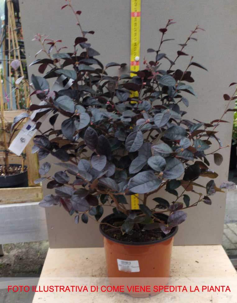 LOROPETALUM GORGEOUS VASO 19CM