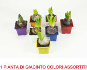 1 PIANTA DI GIACINTO VASO 7CM COLORI ASSORTITI