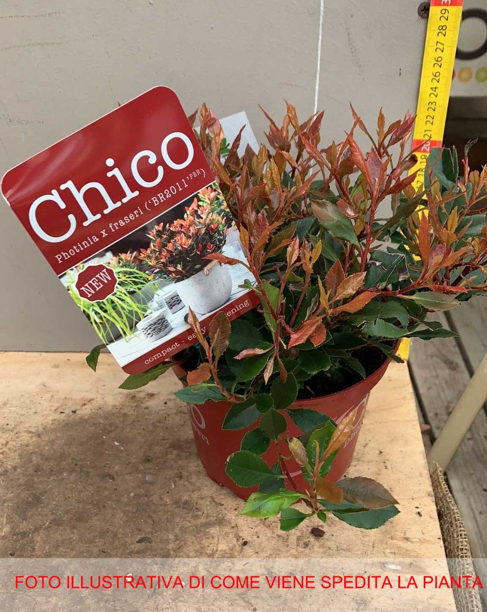 PHOTINIA FRASERI CHICO IN VASO 17CM