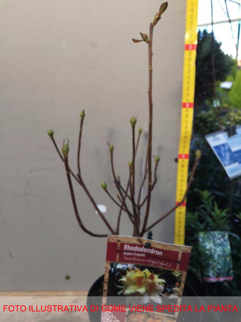 AZALEA NORTHERN HIGHLIGHTS VASO 17CM