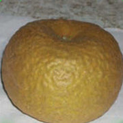 MELO RUGGINE PIATTO (1 PIANTA)