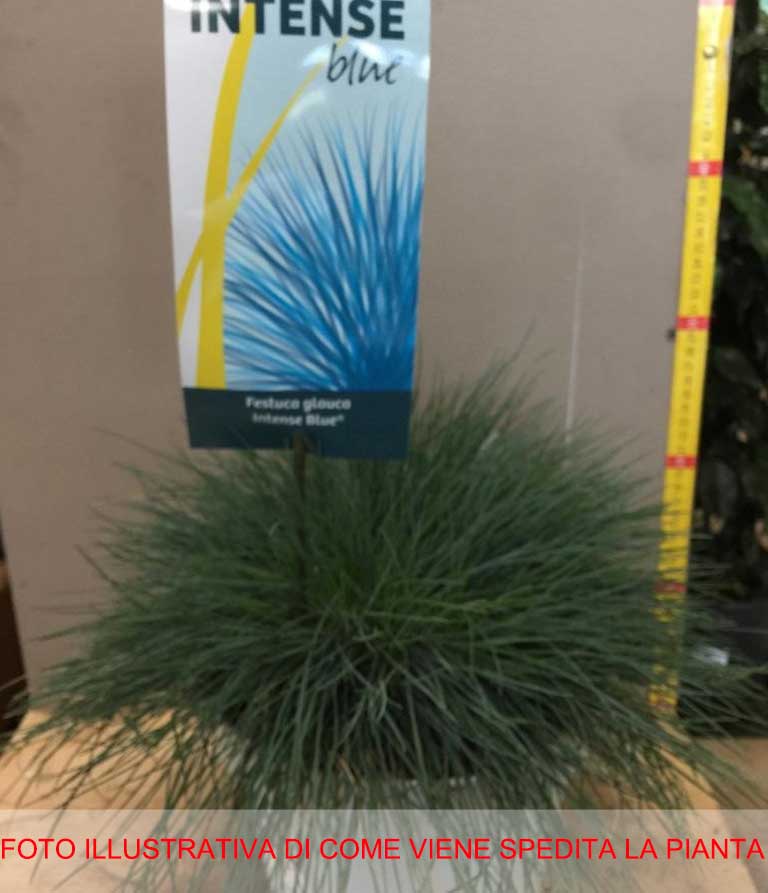 FESTUCA GLAUCA INTENSE BLU IN VASO 23CM