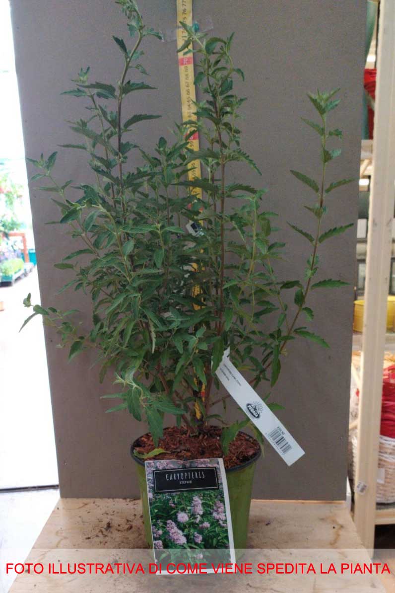 CARYOPTERIS CLAN STEPHI VASO 18CM