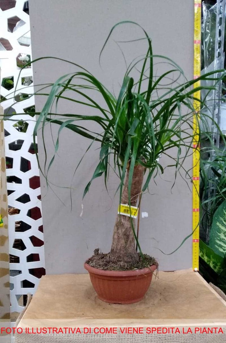 BEAUCARNEA O PIANTA MANGIAFUMO VASO 20CM