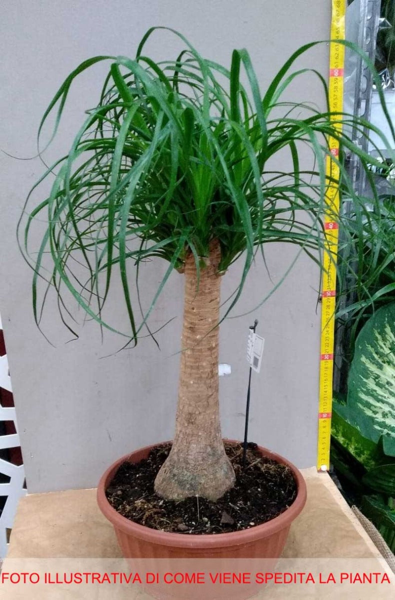 BEAUCARNEA O PIANTA MANGIAFUMO VASO 25CM