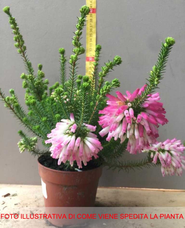 ERICA VERTICILLATA VASO 12CM