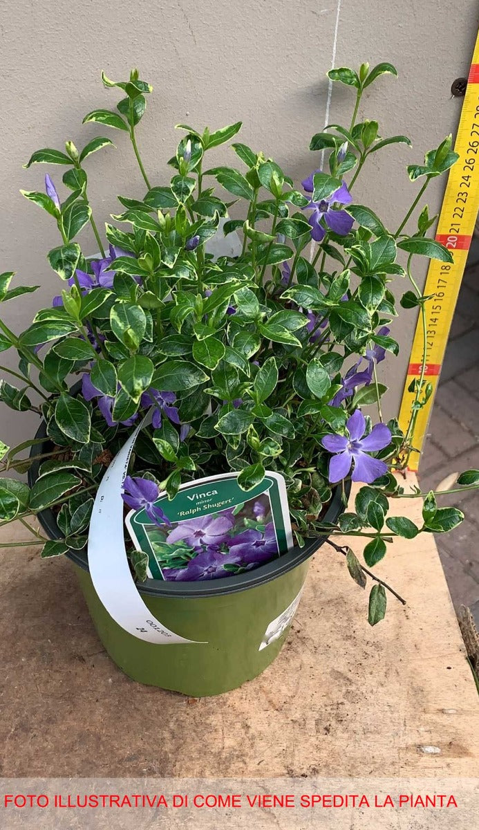 VINCA MINOR RALPH SHUGERT VASO 17CM