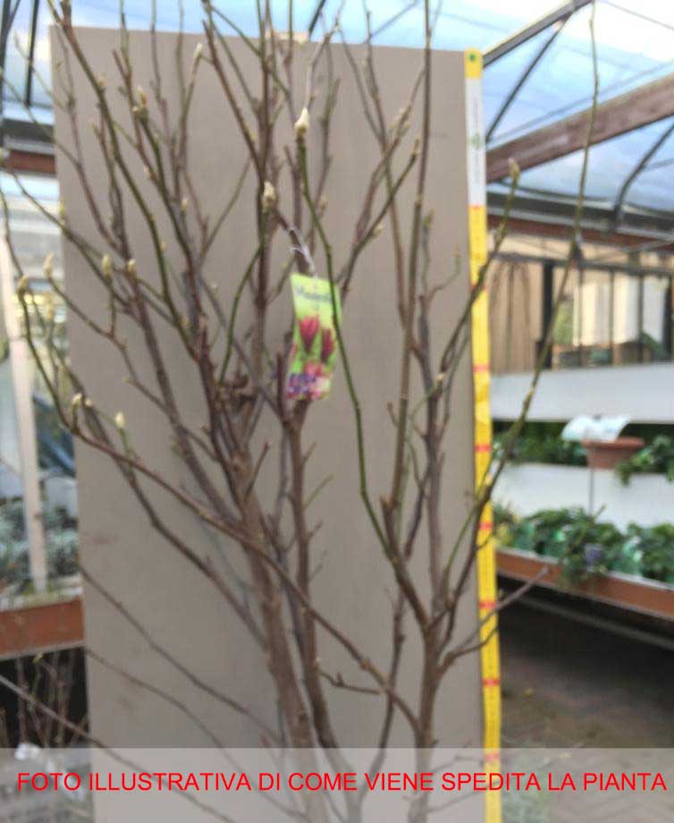 MAGNOLIA SUSAN VASO 29CM
