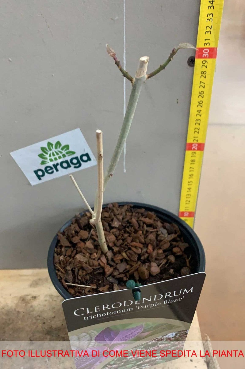 CLERODENDRUM TRICHOTOMUM PURPLE BLAZE VASO 17CM