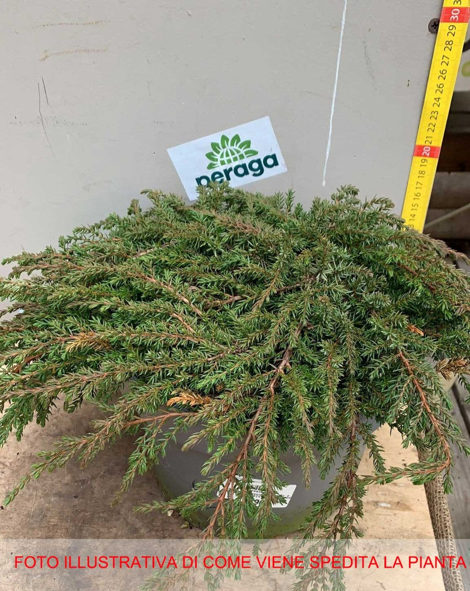 JUNIPERUS COMMUNIS GREEN CARPET VASO 23CM