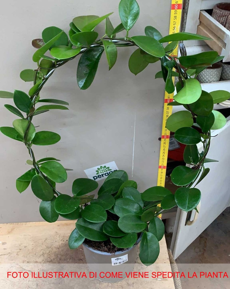 HOYA AUSTRALIS FIORE DI CERA VASO 17CM