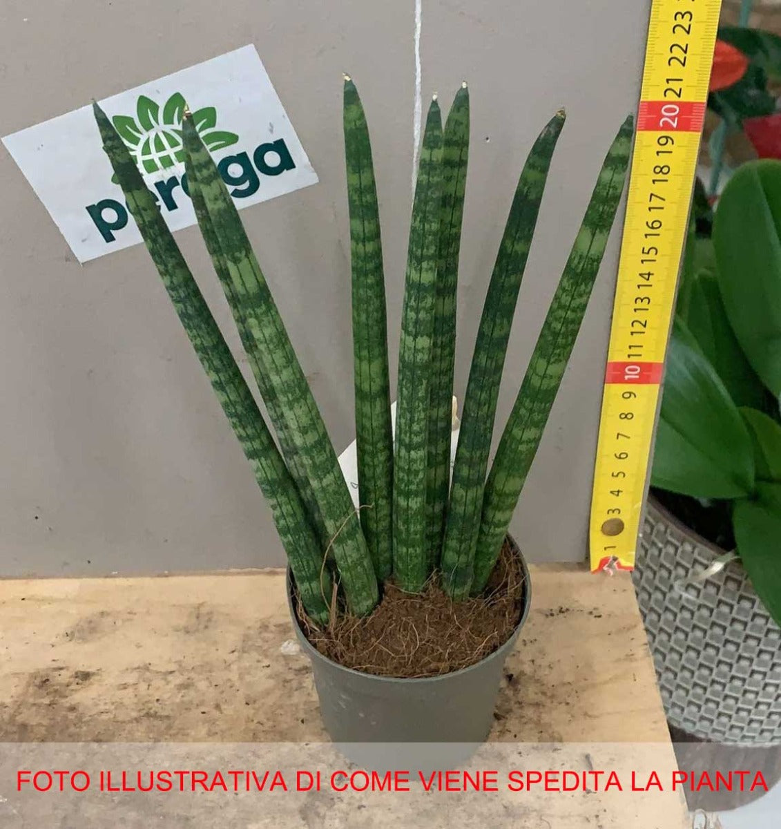 SANSEVIERIA CYLINDRICA IN VASO 9CM