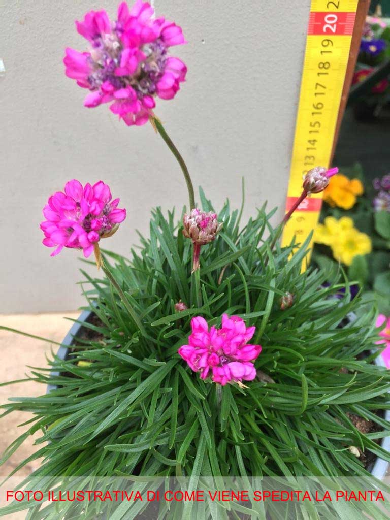 ARMERIA MARITIMA VASO 14CM