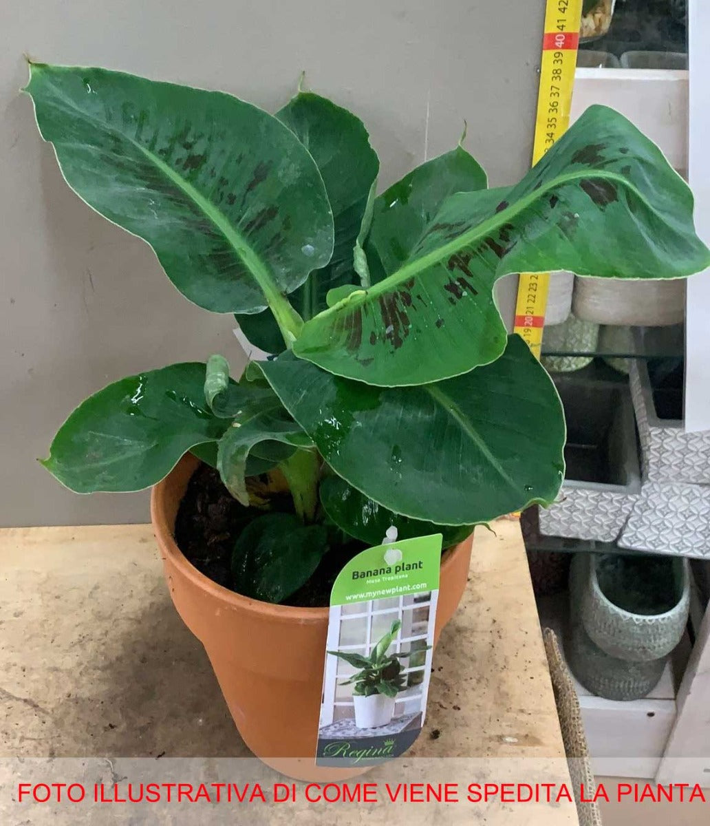 MUSA TROPICANA BANANO NANO VASO 17CM IN TERRACOTTA