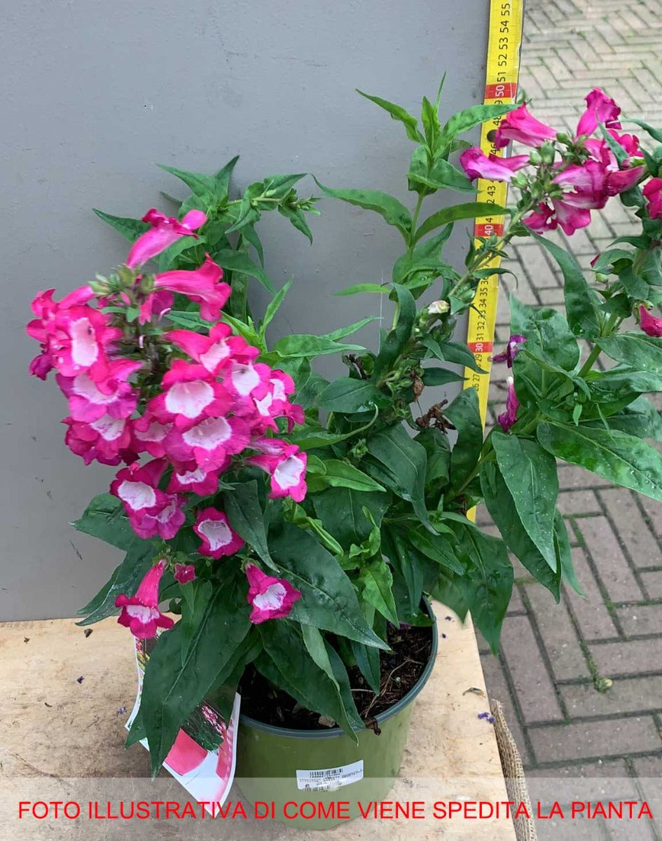 PENSTEMON POLARIS MAGENTA VASO 17CM