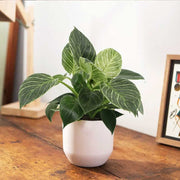PHILODENDRON WHITE VASO 6CM