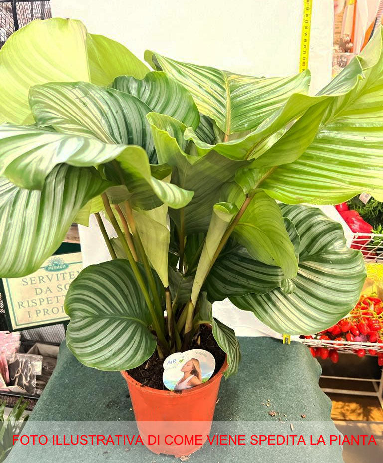 CALATHEA ORBIFOLIA IN VASO 19CM