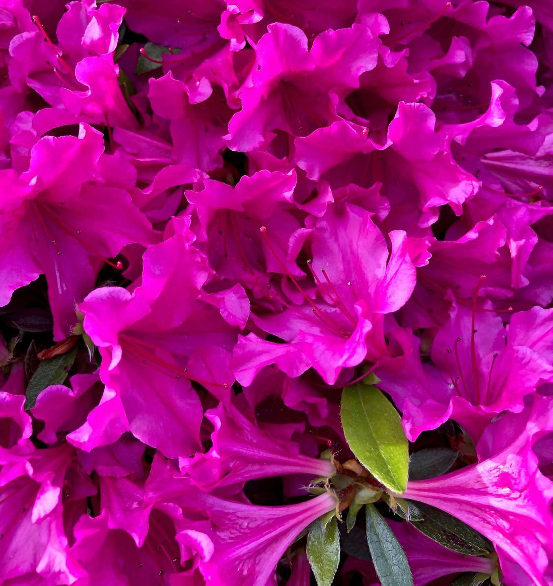 AZALEA JAPONICA RUSTICA FUCSIA VASO 18CM