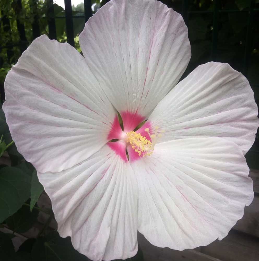HIBISCUS IBISCO XXL IN VASO 23CM COLORE A SCELTA