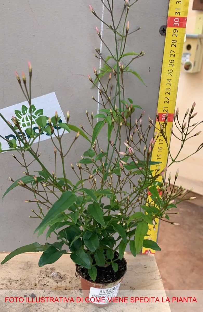 JASMINUM POLYANTHUM GELSOMINO VASO 6CM